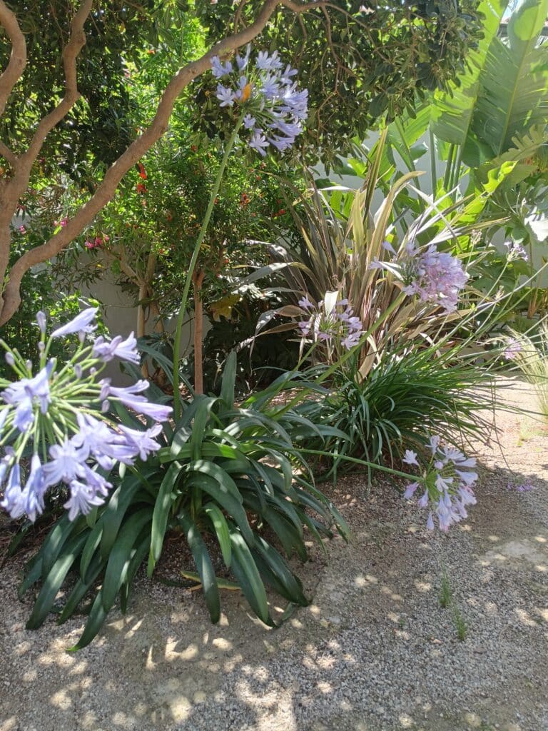 Agapanthes mauves en fleurs dans un jardin ensoleillé avec feuillage vert et sol en gravier.