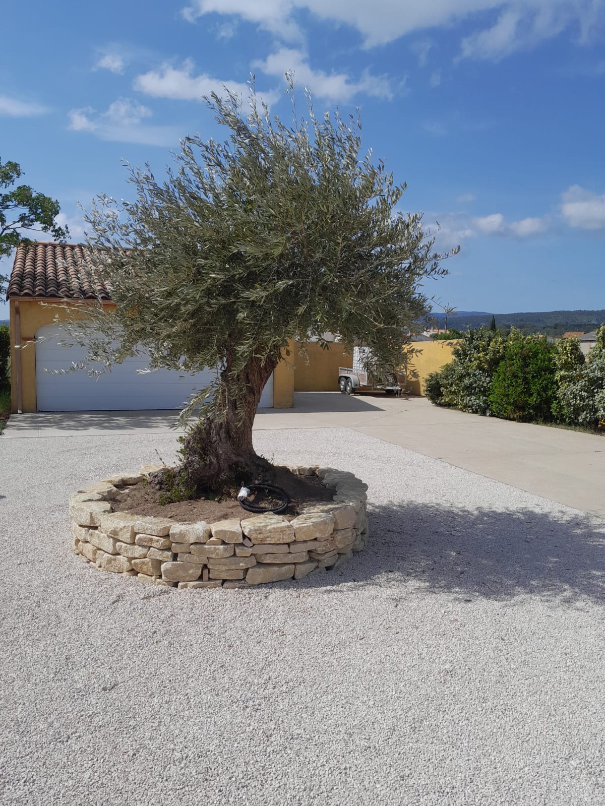 Olivier et muret en pierre : aménagement de jardin Olivier dans une jardinière circulaire en pierre sur un sol de gravier blanc devant une maison.