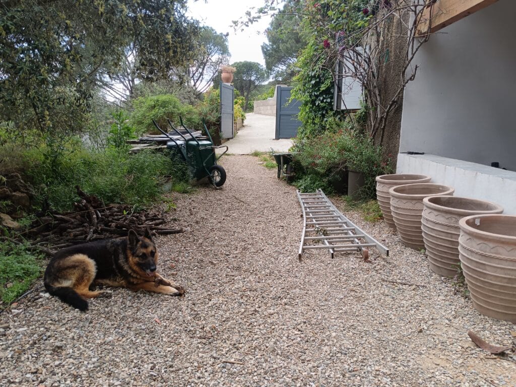 Berger allemand au repos sur gravier entouré de pots en terre cuite, d'une échelle et d'une brouette dans un jardin.