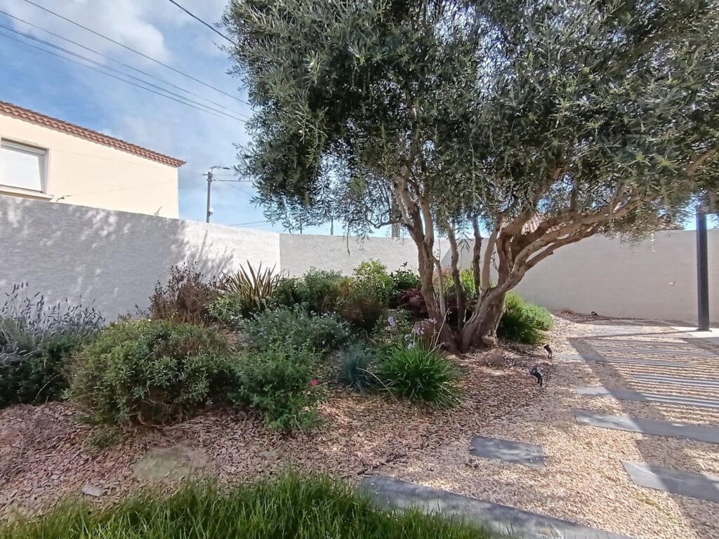 Jardin méditerranéen avec olivier, massifs d'arbustes et sentier en dalles devant un mur blanc.
