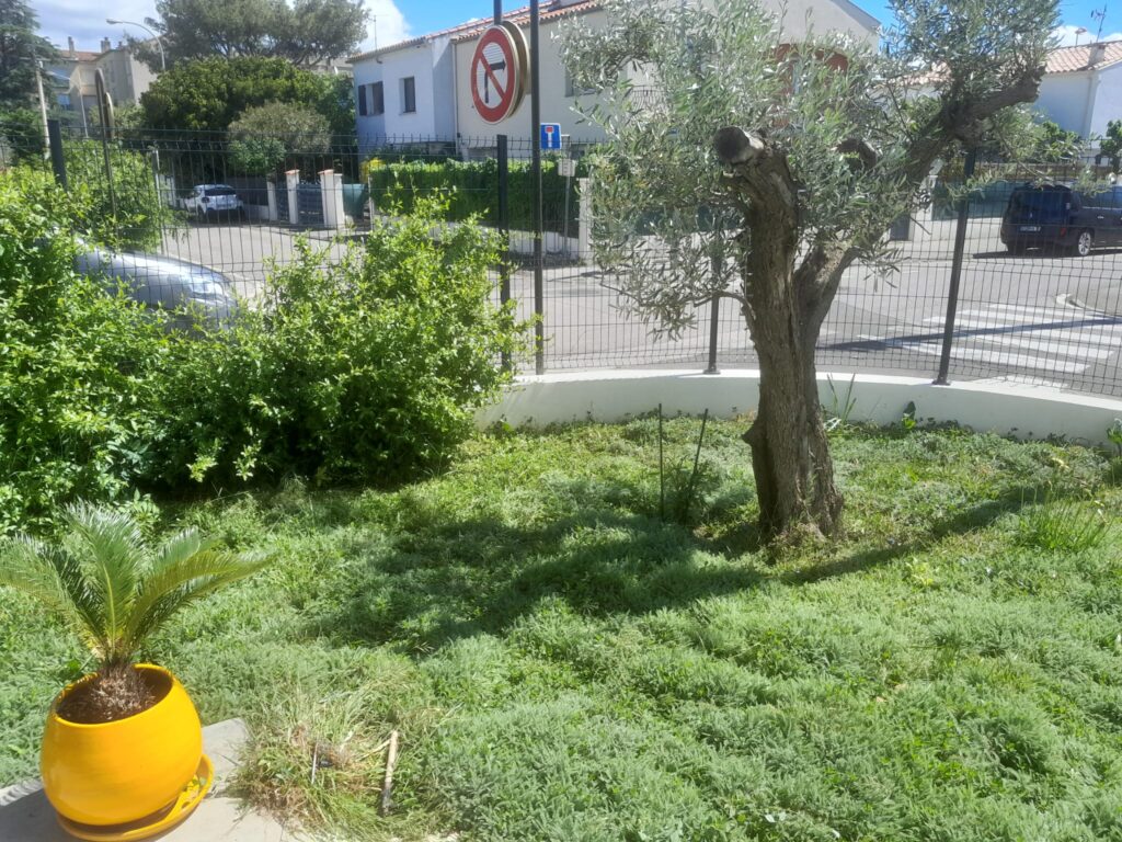 Gazon alternatif Lipia et achillea