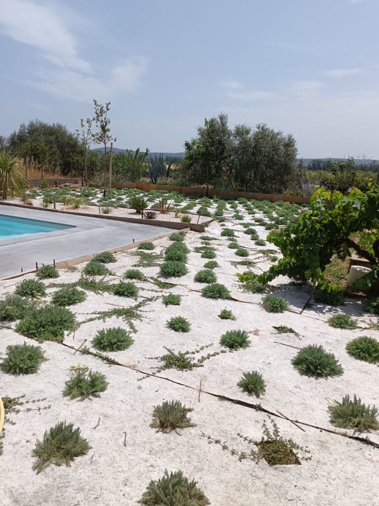 Jardin sec avec paillis blanc, petites plantes et piscine sous un ciel bleu.