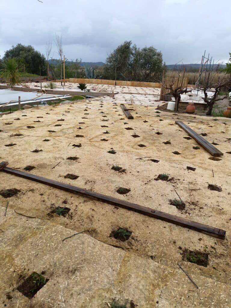 Toile de paillage avec jeunes plants, planches de bois et irrigation dans un jardin sous ciel nuageux.